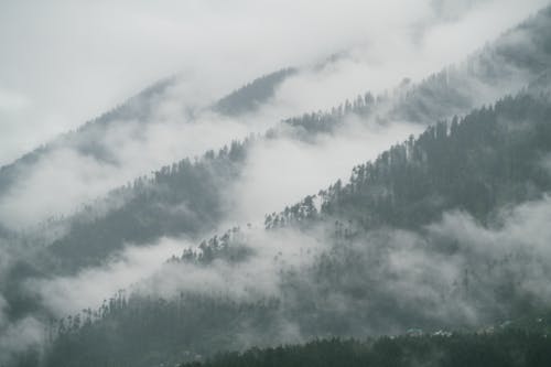 Foto profissional grátis de alvorecer, árvores, cênico