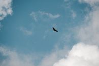 Black Bird Flying Under Blue Sky