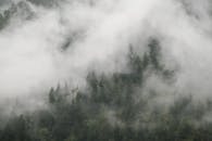 Green Trees Under White Clouds