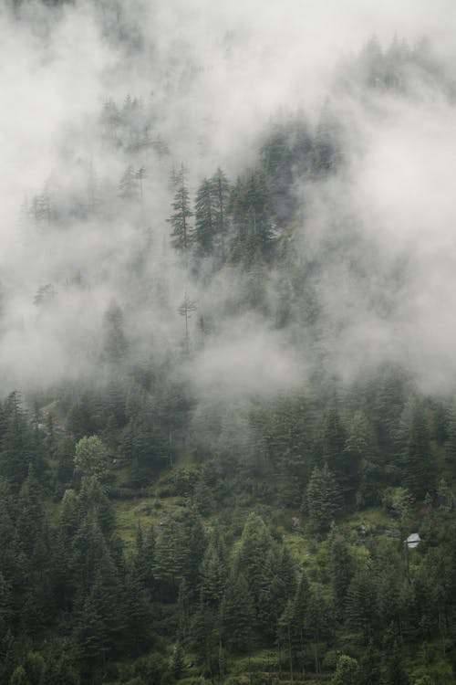 Fog Covering a Forest