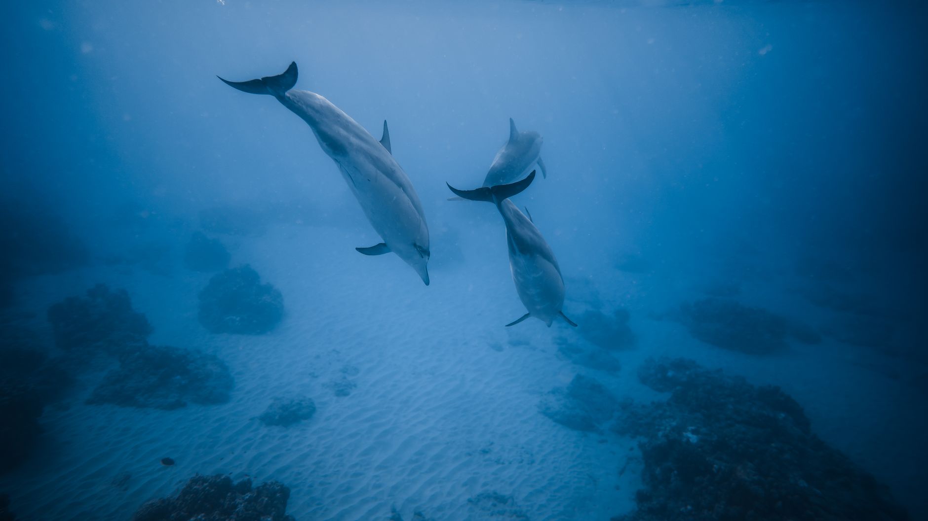 Dolphins swimming in deep blue water searching for food