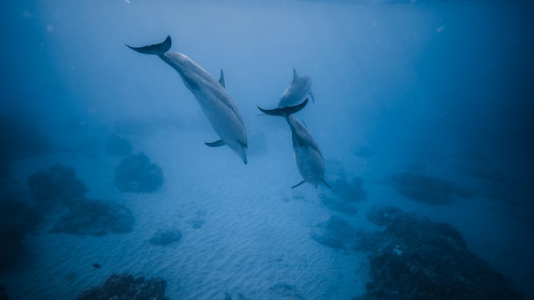 Dolphins Swimming In Deep Blue Water