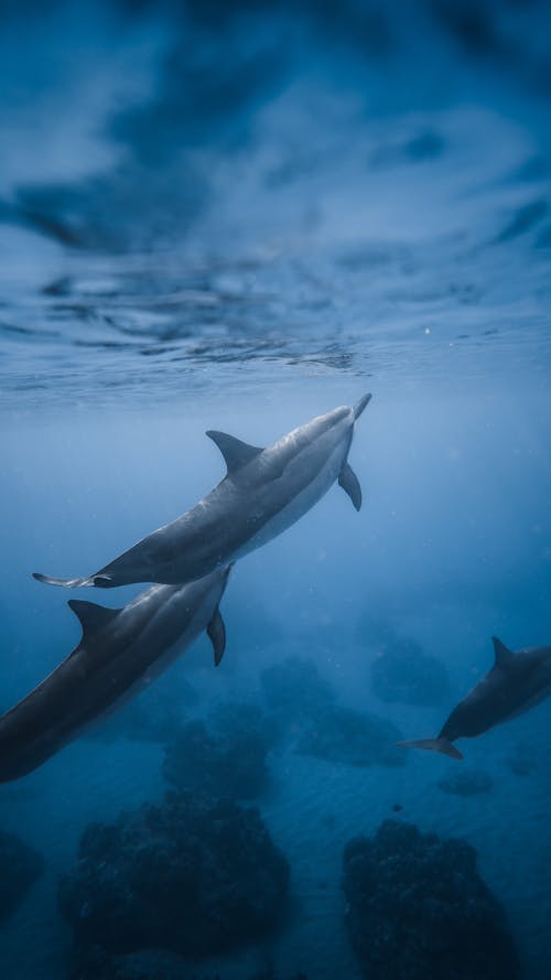 Playful young dolphin swimming in sea