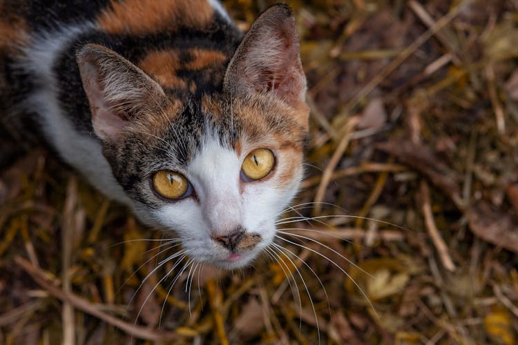 Close-up Photo Of A Calico Cat