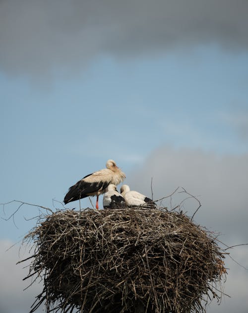 Free Storks Perched on a Nest Stock Photo