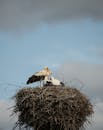 蔚蓝的天空下，一只雄伟的鹳栖息在大巢中，展现了野生动物与大自然的美丽