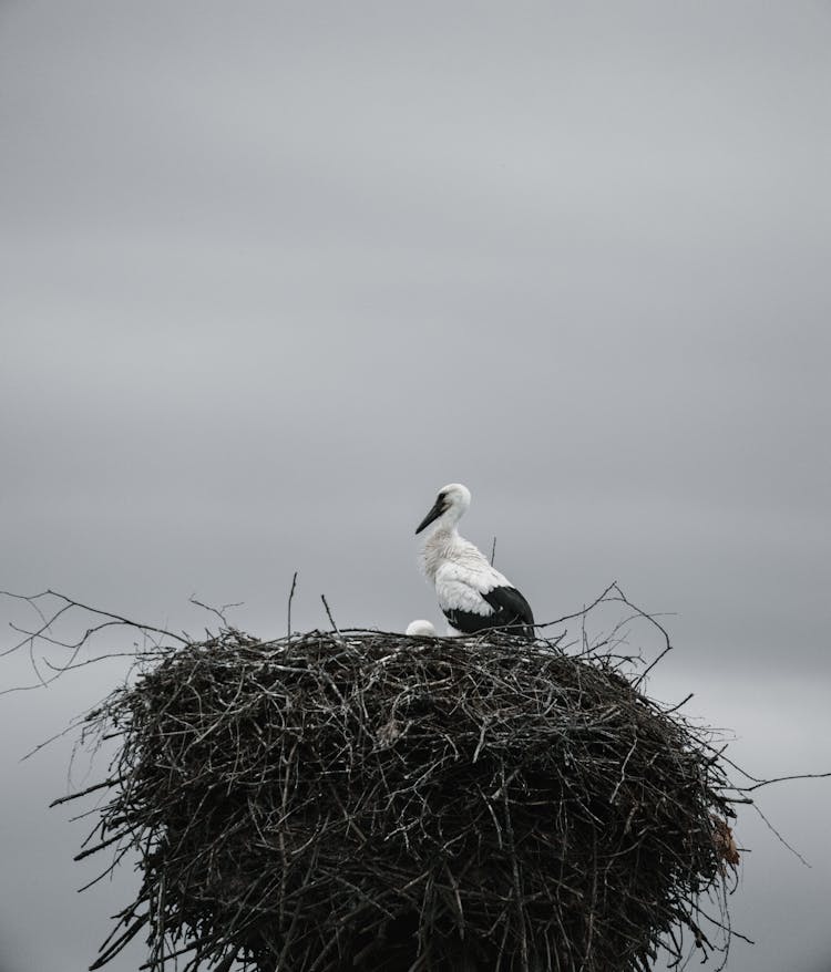 White Stork On Nest