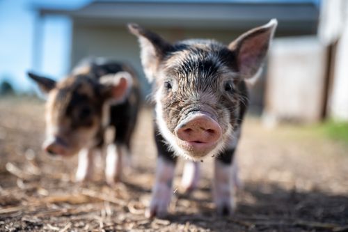 Free Adorable little piglet standing on dry ground in village in sunny summer day and looking at camera Stock Photo