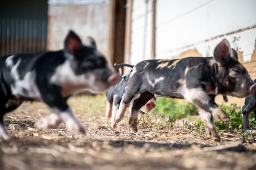 Free Passel of funny little piggies walking in ranch enclosure near shabby barn on sunny day Stock Photo