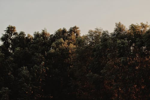 Green and Brown Trees Under Sky