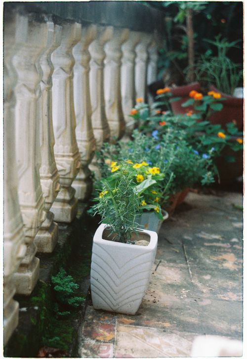 Free Charming potted flowers elegantly arranged on a stone railing in a serene outdoor setting. Stock Photo