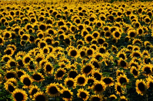 Yellow Sunflower Field