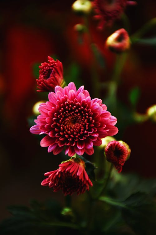 bitki, büyüme, Çiçek açmak içeren Ücretsiz stok fotoğraf