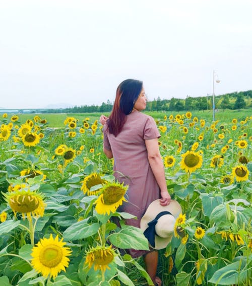 Free stock photo of sunflower