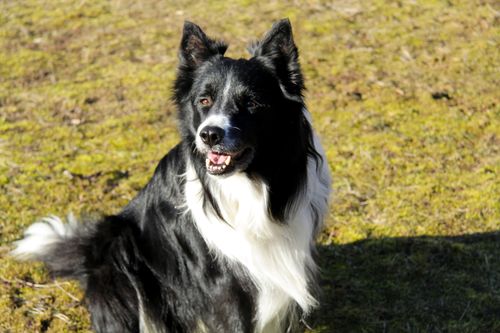 Free A joyful Border Collie standing on grass during a sunny day outdoors, showcasing its playful nature. Stock Photo