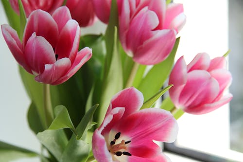 Close-up Photo of Pink Tulips