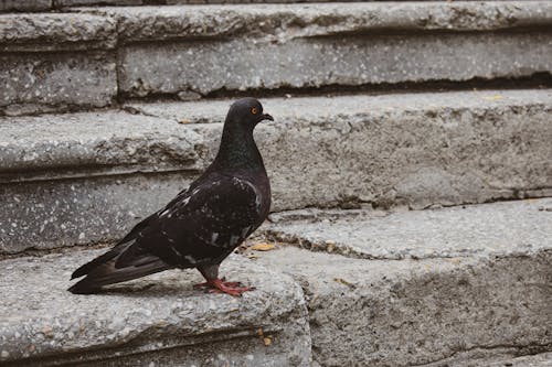 Free stock photo of pigeon, steps