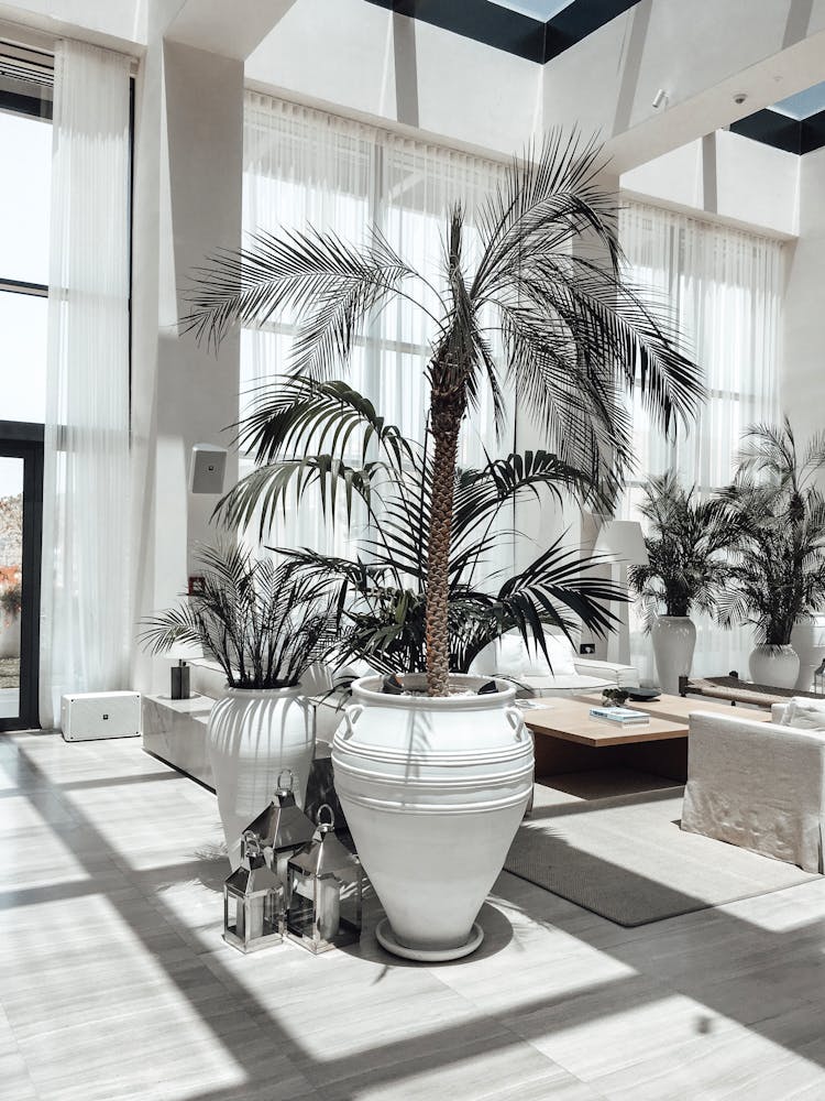 Potted Palm In Modern Light Hallway