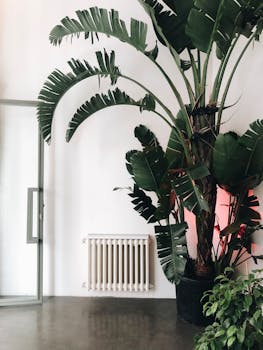 白天，灯光室靠近墙壁的地板上放置着一盆黑盆高绿盆栽