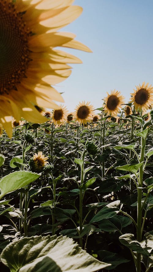 Free Picturesque scenery of blooming sunflowers growing in field in countryside in sunny day Stock Photo