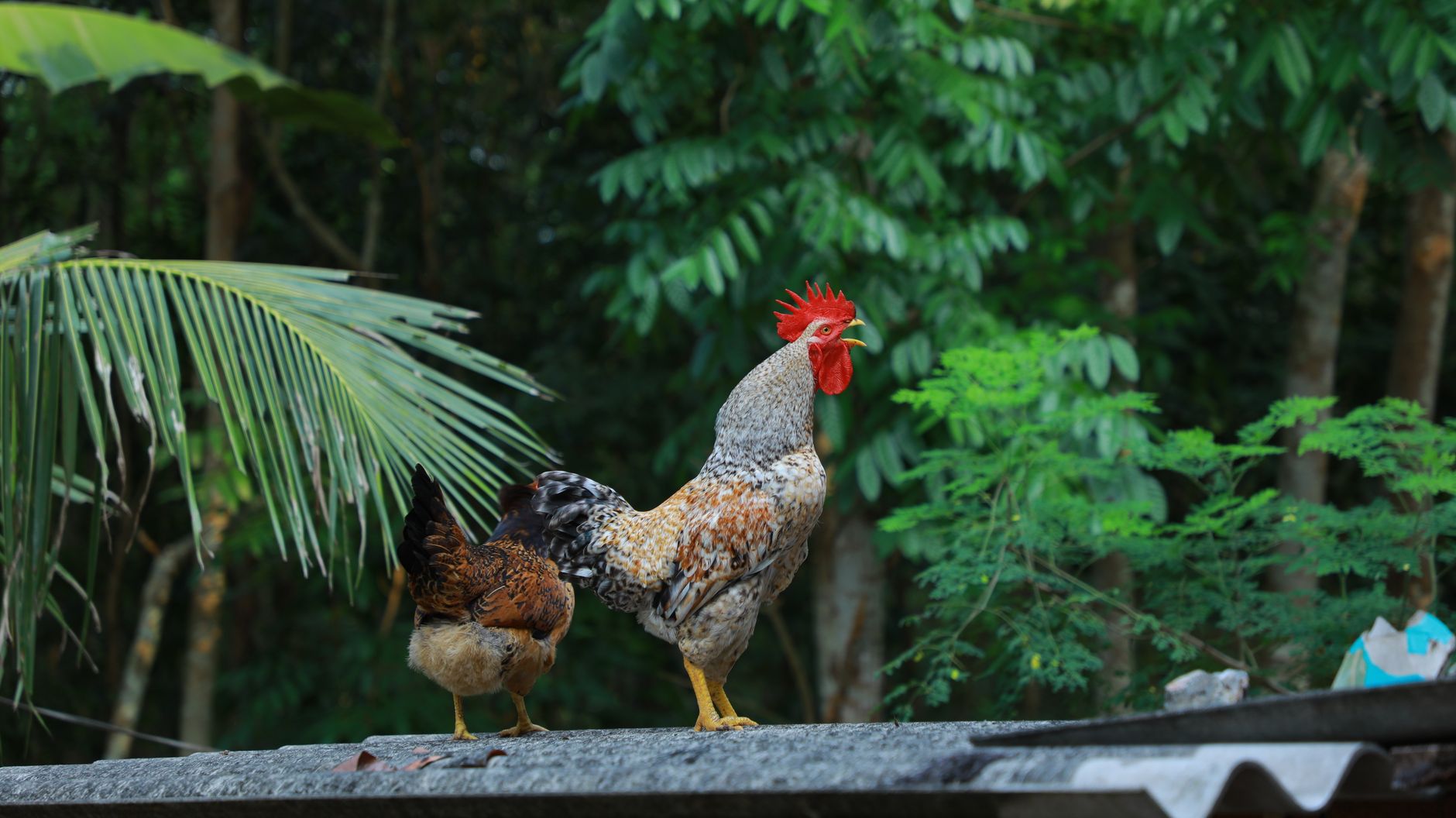 A rooster and hen standing atop a rural farm roof surrounded by lush greenery.