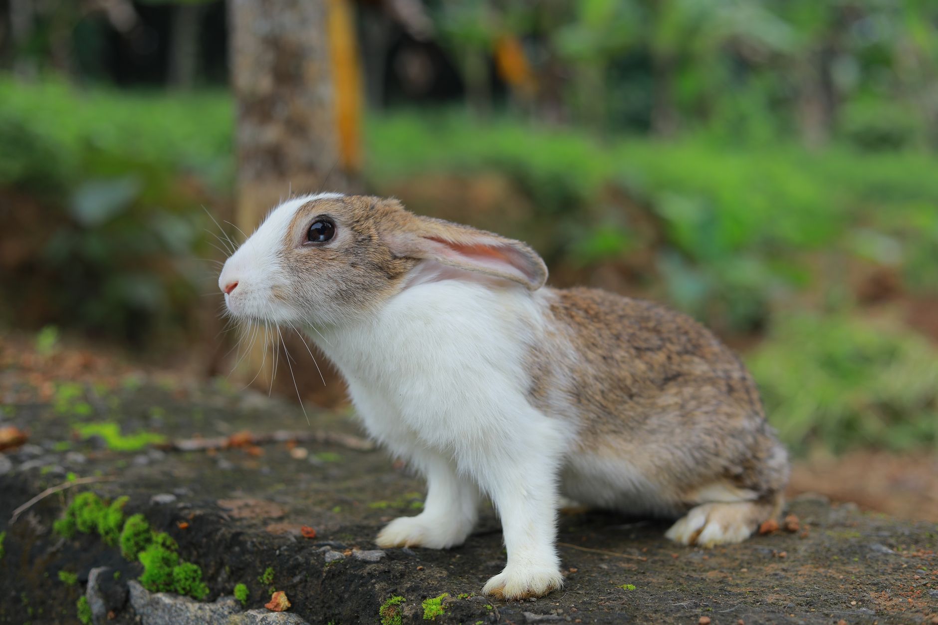 Healthcare and wellness consultation for a rabbit