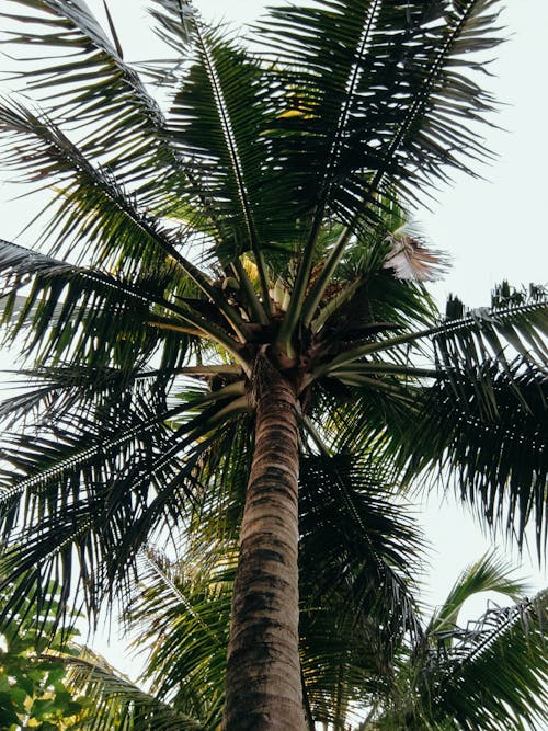 Základová fotografie zdarma na téma bílá obloha, kmen, kokosová palma