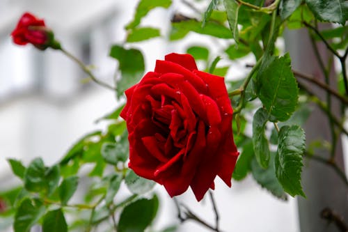 Free Water Droplets on a Red Rose Stock Photo