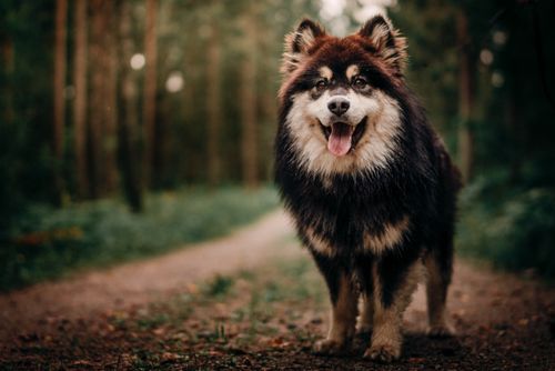 Free Close-up of a Finnish Lapphund dog standing on a forest path, showcasing its furry coat. Stock Photo