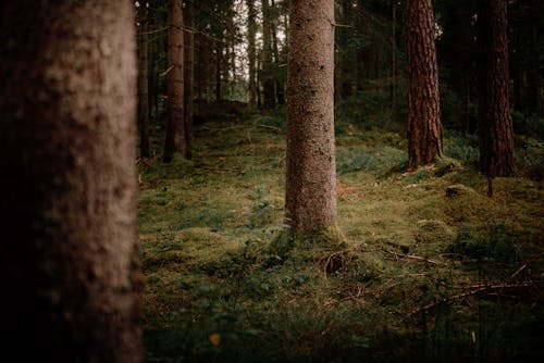 Foto d'estoc gratuïta de arbres, baguls, bosc