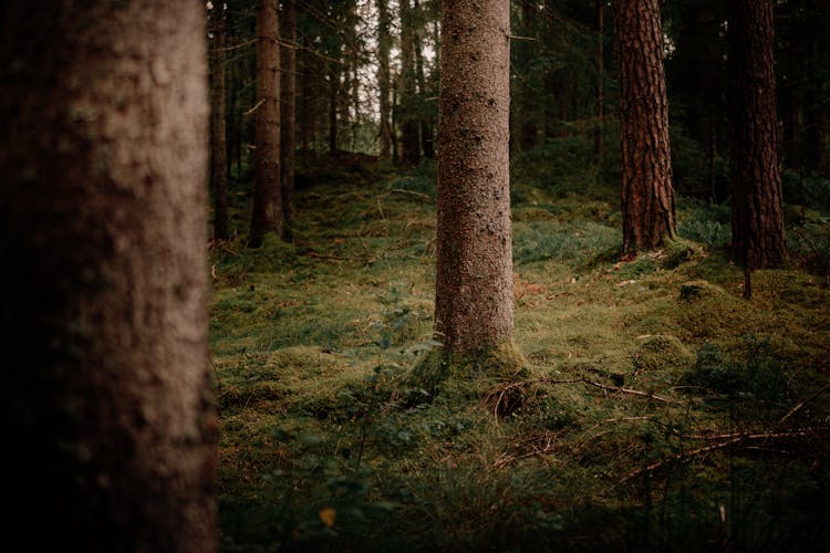 Mossy Ground In A Forest