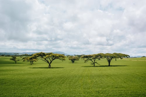 Trees on Green Grass Field Under White Clouds