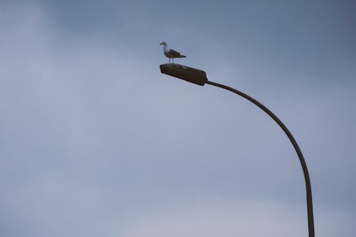 hindi, İstanbul, kuş içeren Ücretsiz stok fotoğraf