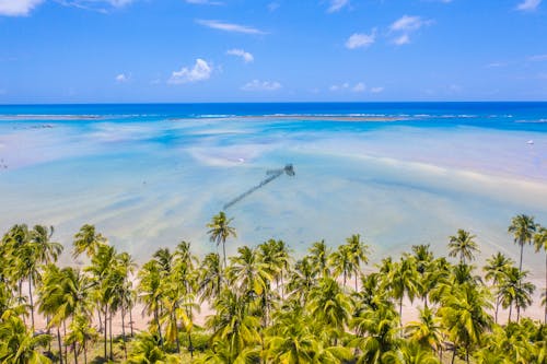 Drone Shot of Palm Trees Near Sea