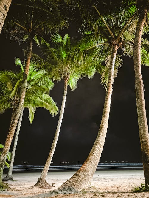 Coconut Trees on the Beach