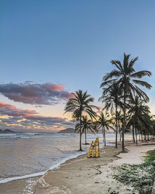 Free Coconut Trees Near Body of Water during Sunset Stock Photo