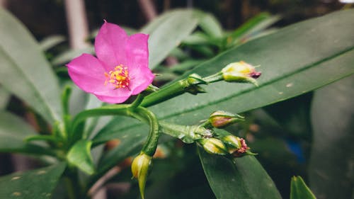 Close-up Shot of Pink Flower With Green Leaves