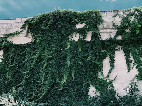Old cement wall covered with greenery on sunny day