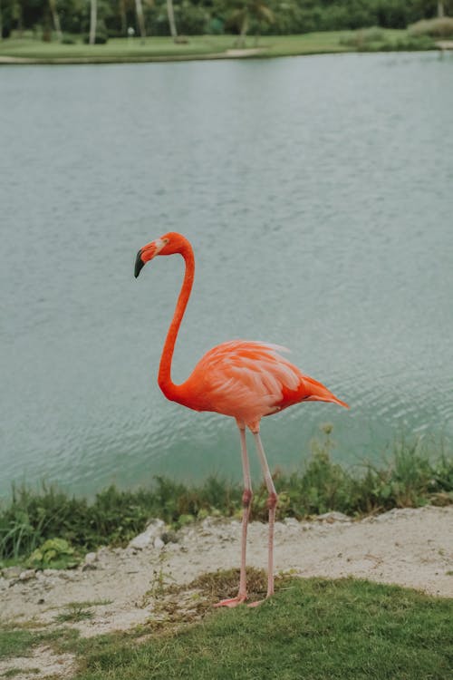 From above of American flamingo with red plumage and long neck standing on coast near rippled pond in zoological garden