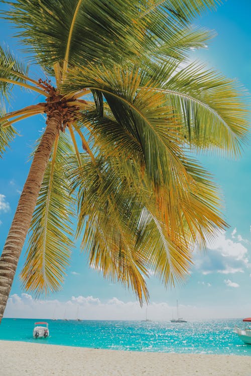 Palm tree on sandy sea coast under sky