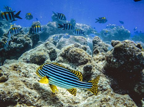 A vivid underwater scene showcasing diverse marine life among coral reefs.
