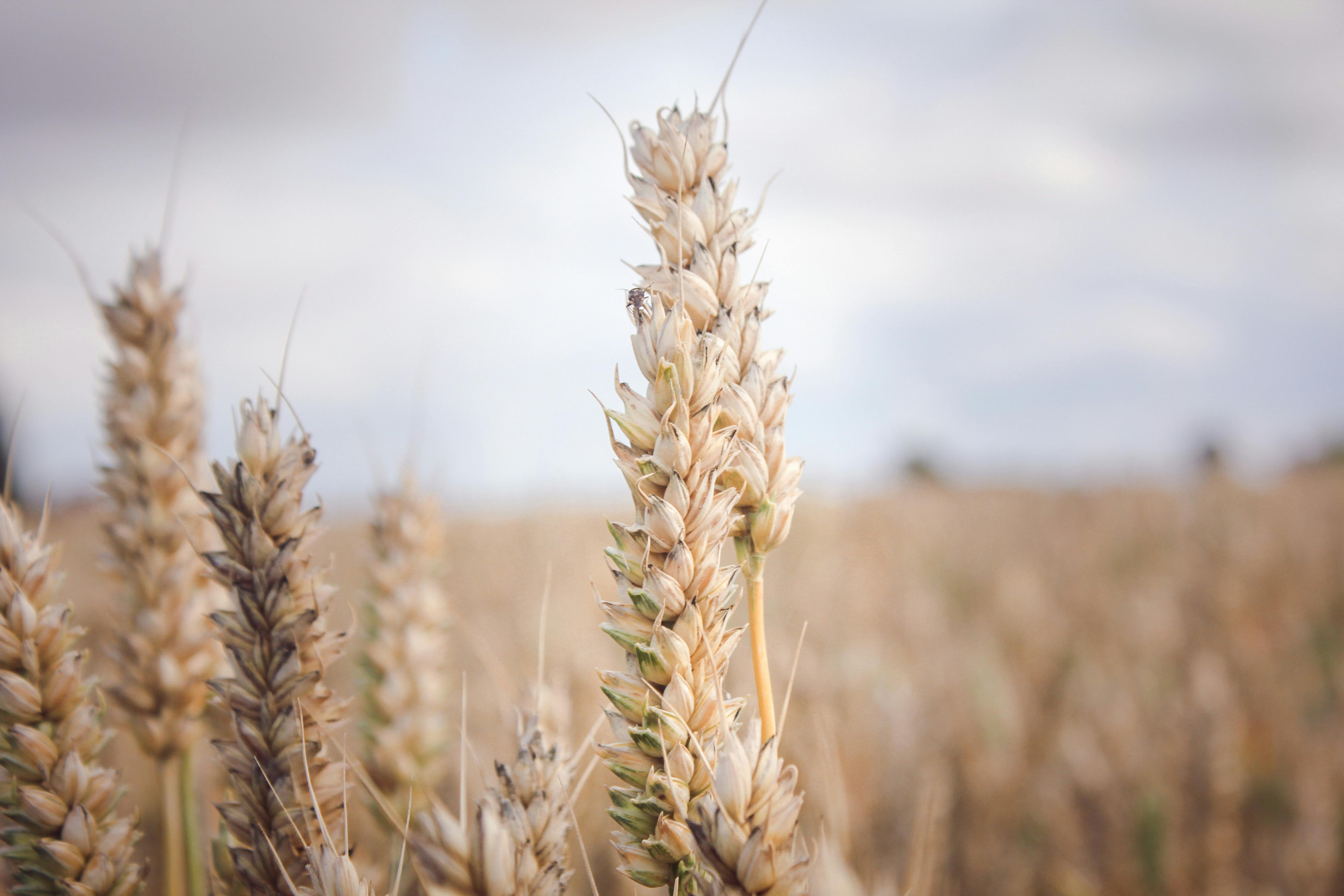 Detailed close-up of wheat crops in a serene countryside field captured under natural daylight.