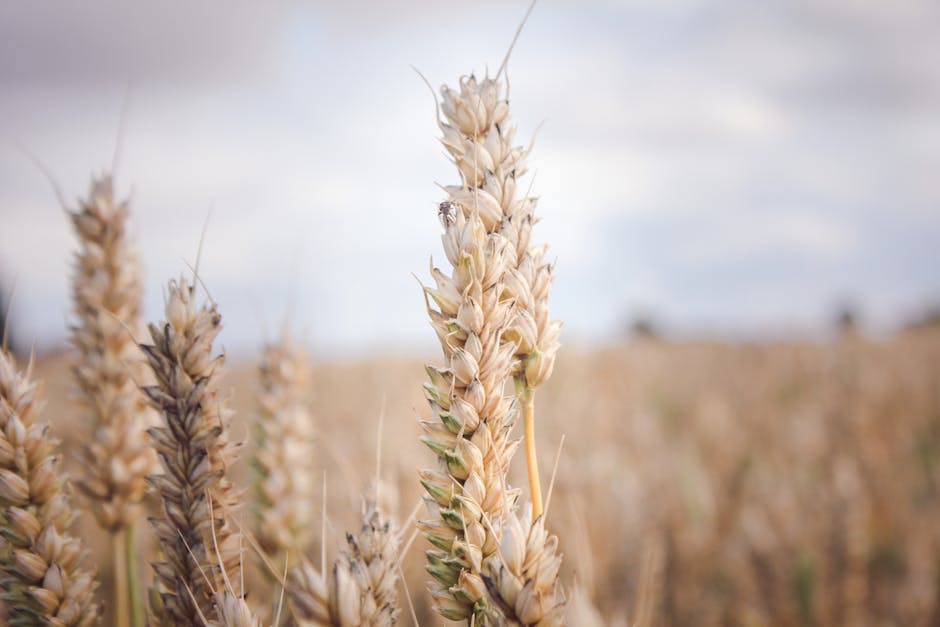 Detailed close-up of wheat crops in a serene countryside field captured under natural daylight.