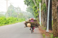 Anonymous person riding bicycle with brushwood on asphalt road among green trees and pillars on roadside in daylight in countryside
