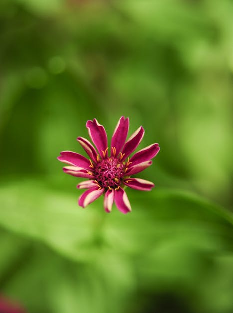 Close-up Peculiar Flower Little Garden Stock Photo 1504219673