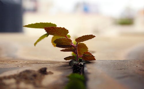 Foto profissional grátis de folha, plantas