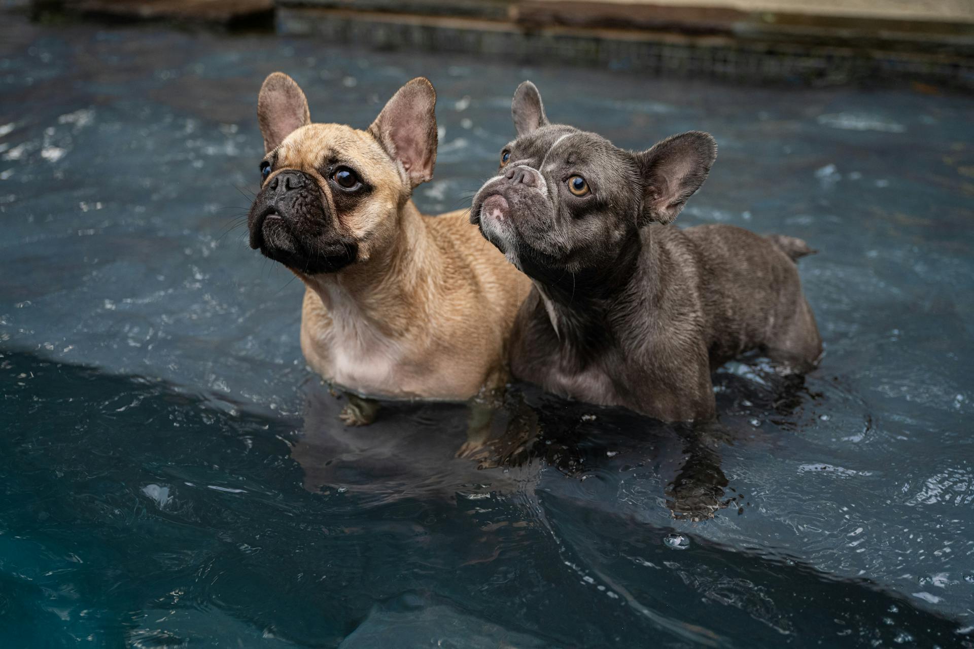 Des chiots dans l'eau