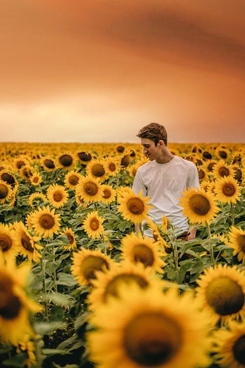 Man in White Shirt Standing on Sunflower Field