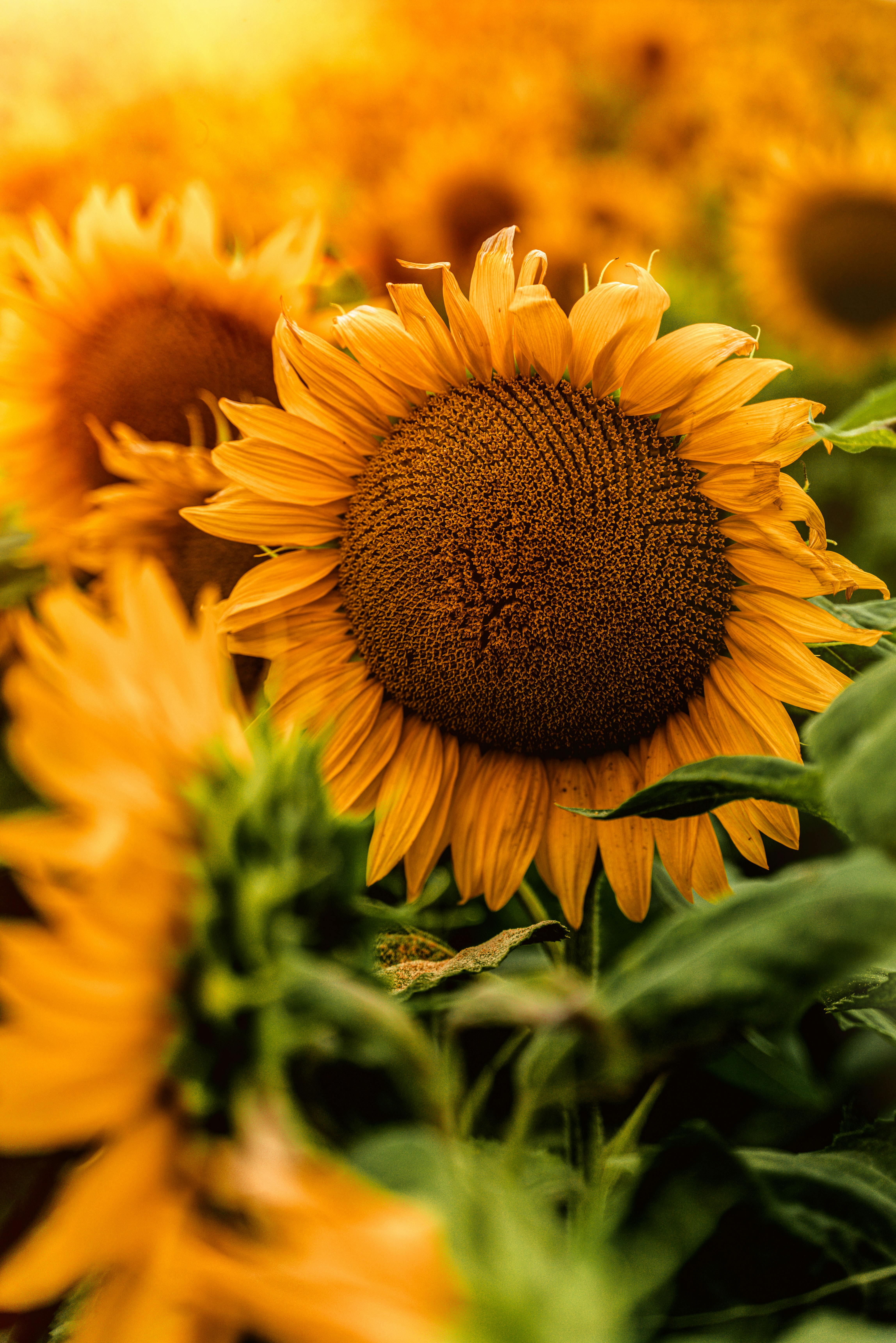 Free Sunflowers Wallpaper Images  Backgrounds  Royalty Free Pictures   Pikwizard