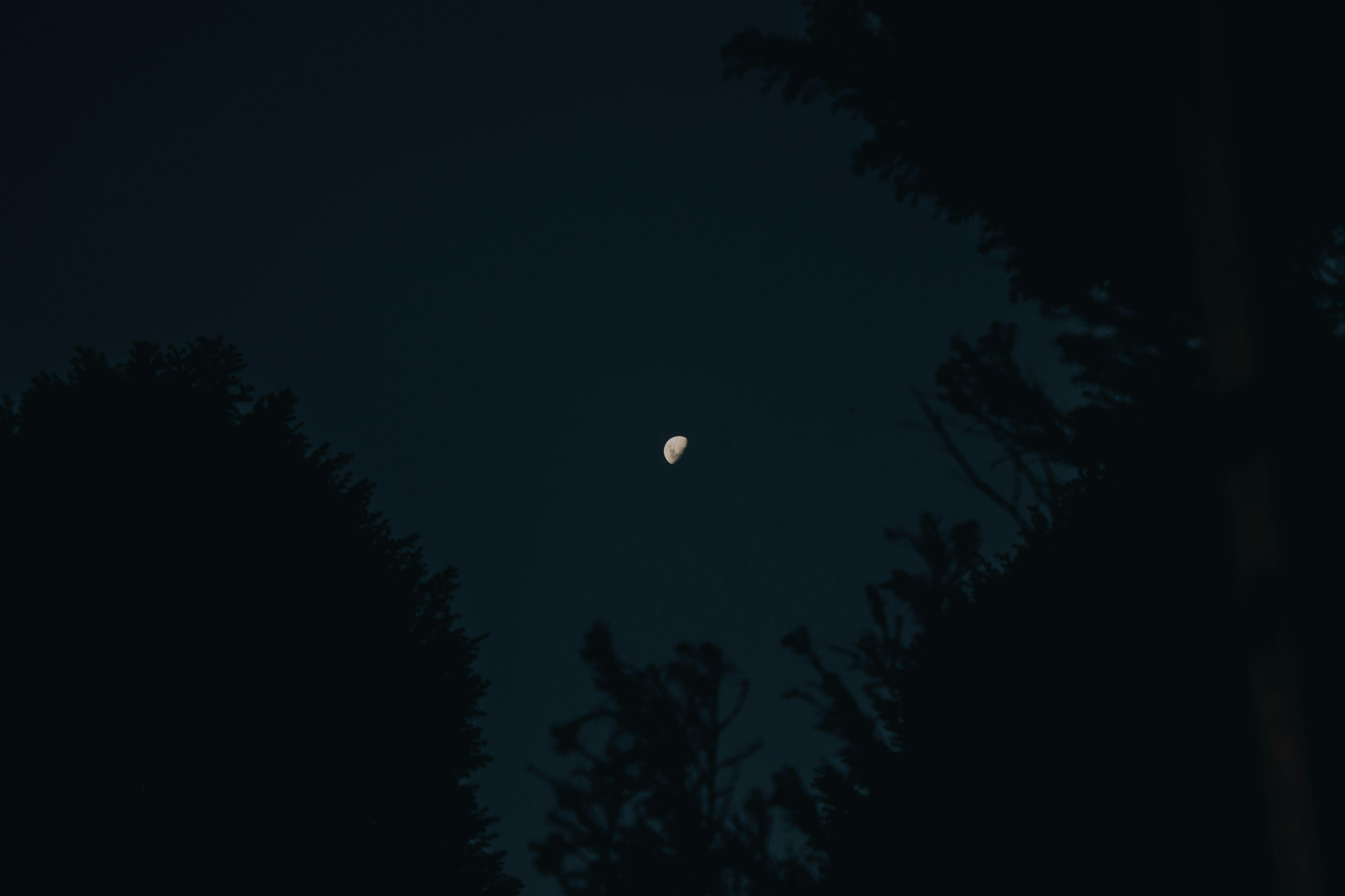 From below of dim night sky with silhouette of moon in herbal field